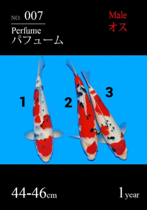 Sakai jumbo tosai sanke 7