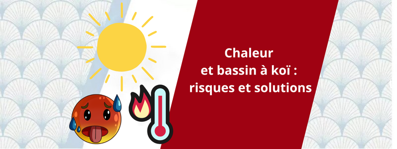 Chaleur et bassin à koï risques et solutions