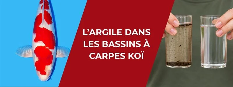 L'argile dans les bassins à koï