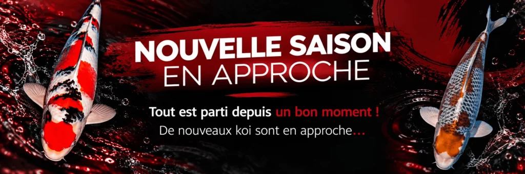 Nouvelle saison de koï en approche (1)