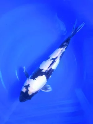 Shiro utsuri Shinoda nisai